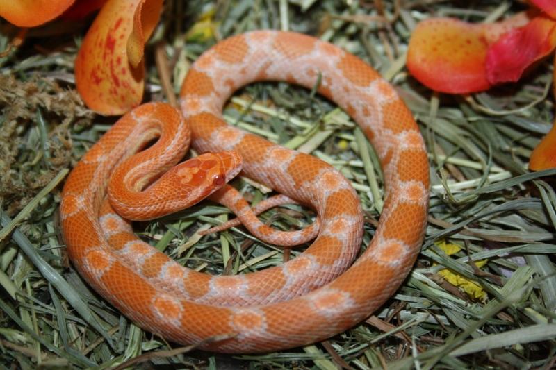 玉米蛇棕榈基因图片