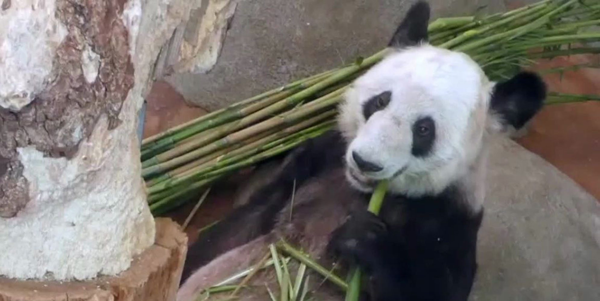 旅美熊猫丫丫启程回国 终于摆脱美国动物园的受虐生活-宠物乐园