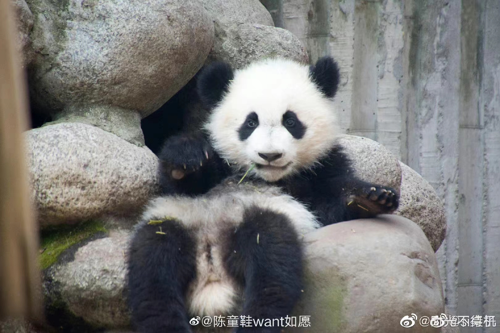 大熊猫美兰女儿福多多图片