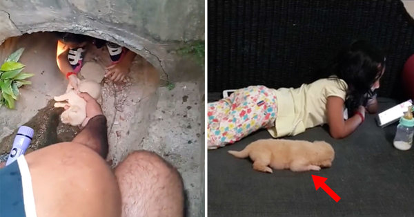 一家人为了救出小狗，竟让女孩钻进下水道-宠物乐园