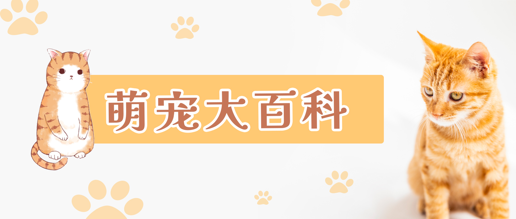 萌宠大百科·猫砂篇（三）-宠物乐园