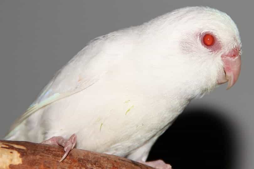 白化红眼虎皮鹦鹉图片图片