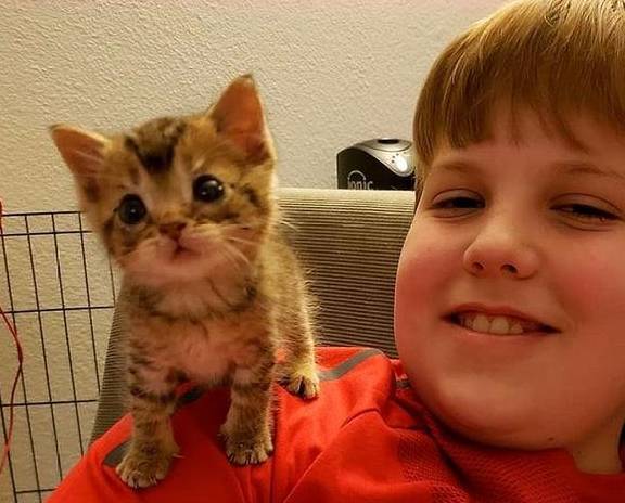 11岁小男孩从街上抱回一只孤独小猫，从此它的肩膀成了小猫的最爱-宠物乐园