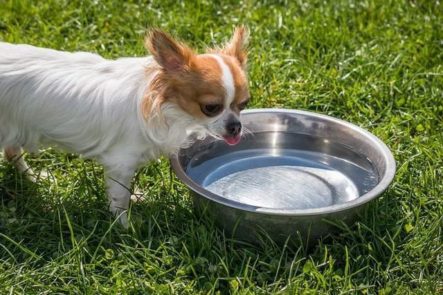 狗狗的训练之——如何让狗狗学会喝水？-宠物乐园