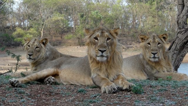 解释：为什么古吉拉特邦终于将狮子从吉尔移走-宠物乐园