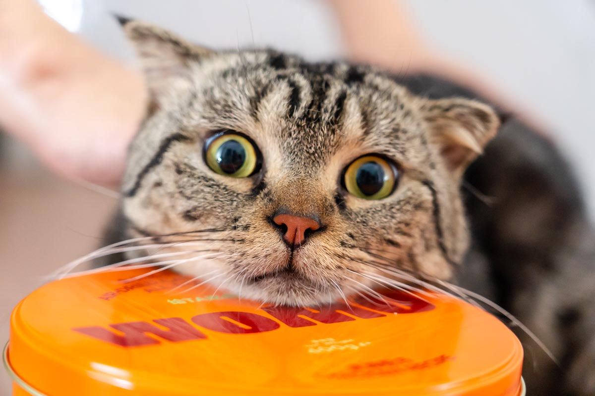 WOMO风干猫粮评测：全面均衡营养给宠物最健康的快乐-宠物乐园