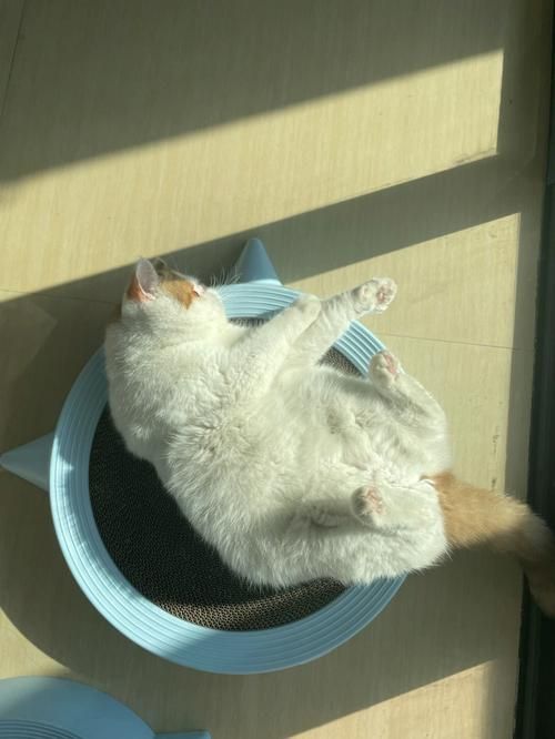 猫咪为什么喜欢在窗户旁晒太阳？-宠物乐园