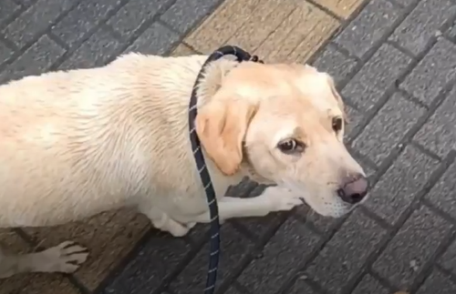 深圳流浪的拉布拉多犬找领养-宠物乐园