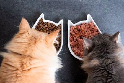 猫咪的饮食和饮水习惯：如何确保营养和健康-宠物乐园