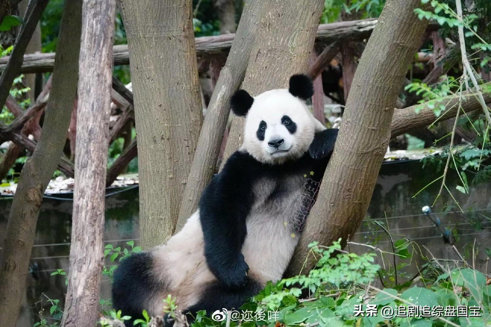 大熊猫金宝的父亲图片