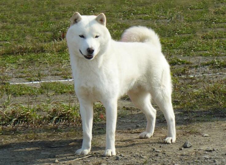 日本犬之四:北海道犬