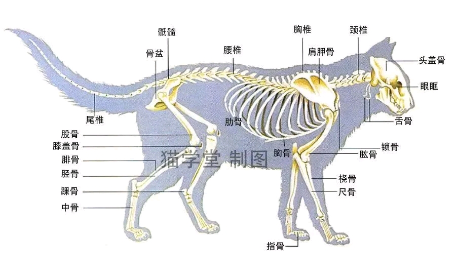 猫骨骼正面解剖图图片