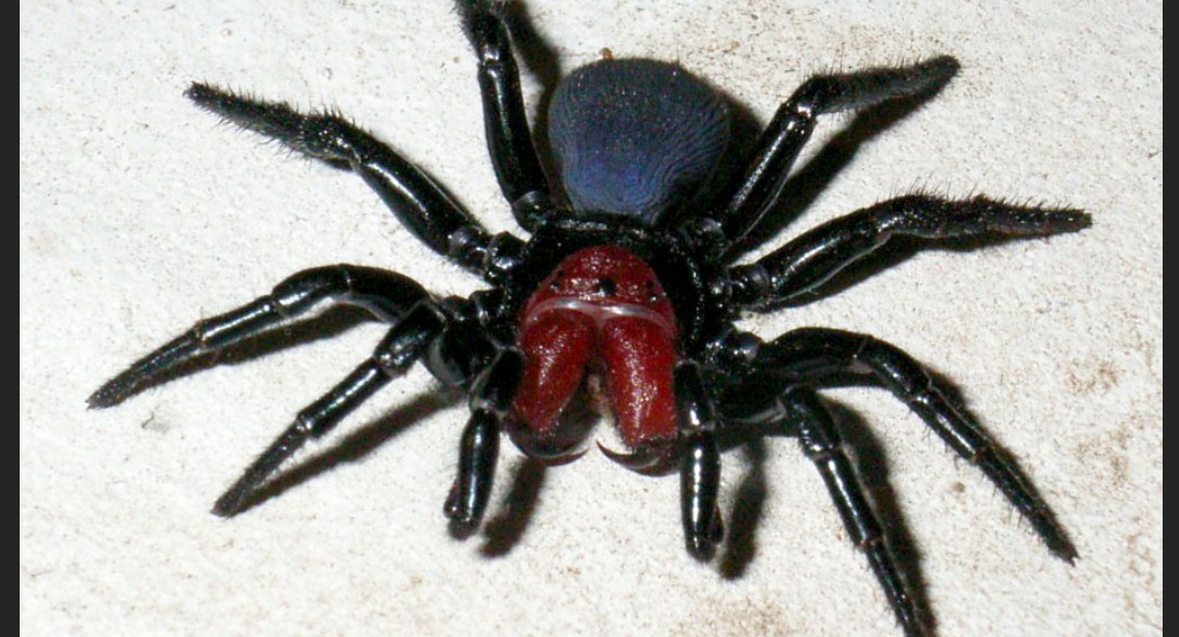 宠物毒蜘蛛图片