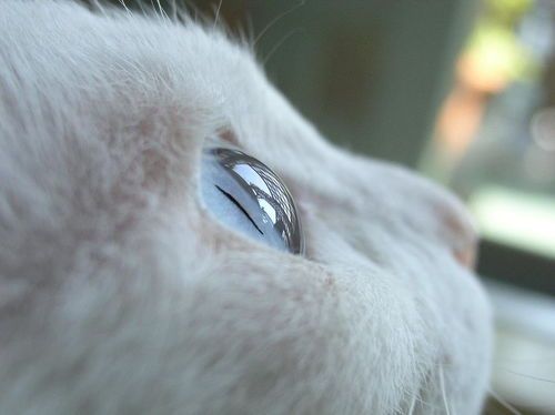 科学养宠之猫咪眼睛上有白膜是猫霍纳氏综合征？-宠物乐园