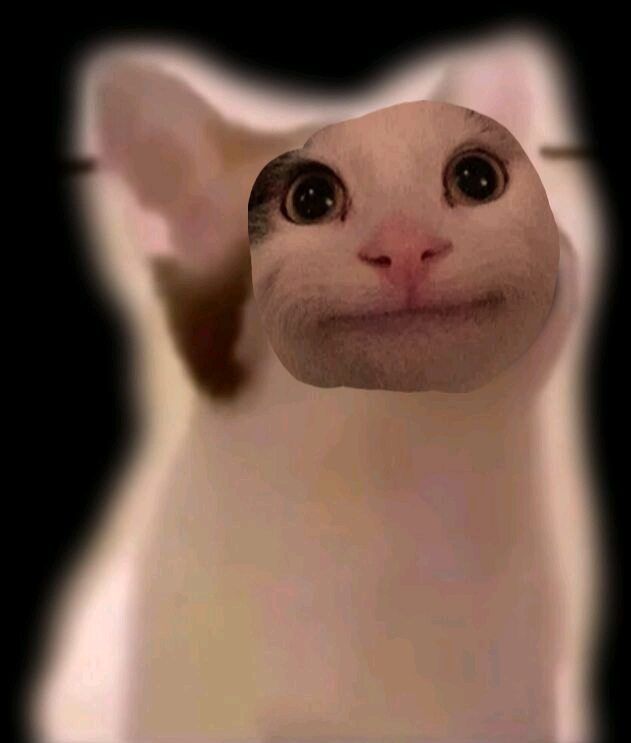 beluga猫梗图图片