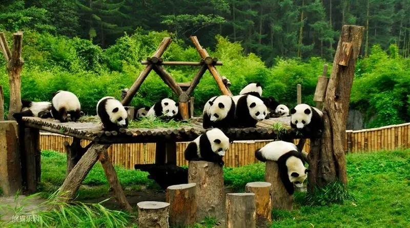 如果动物界也有顶流，那熊猫和花必须有一席之地-宠物乐园