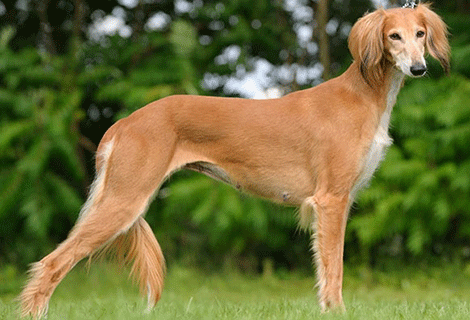 而陕西细犬和山东细犬,蒙古细犬,河北细犬才是中国土生土长的原生细犬