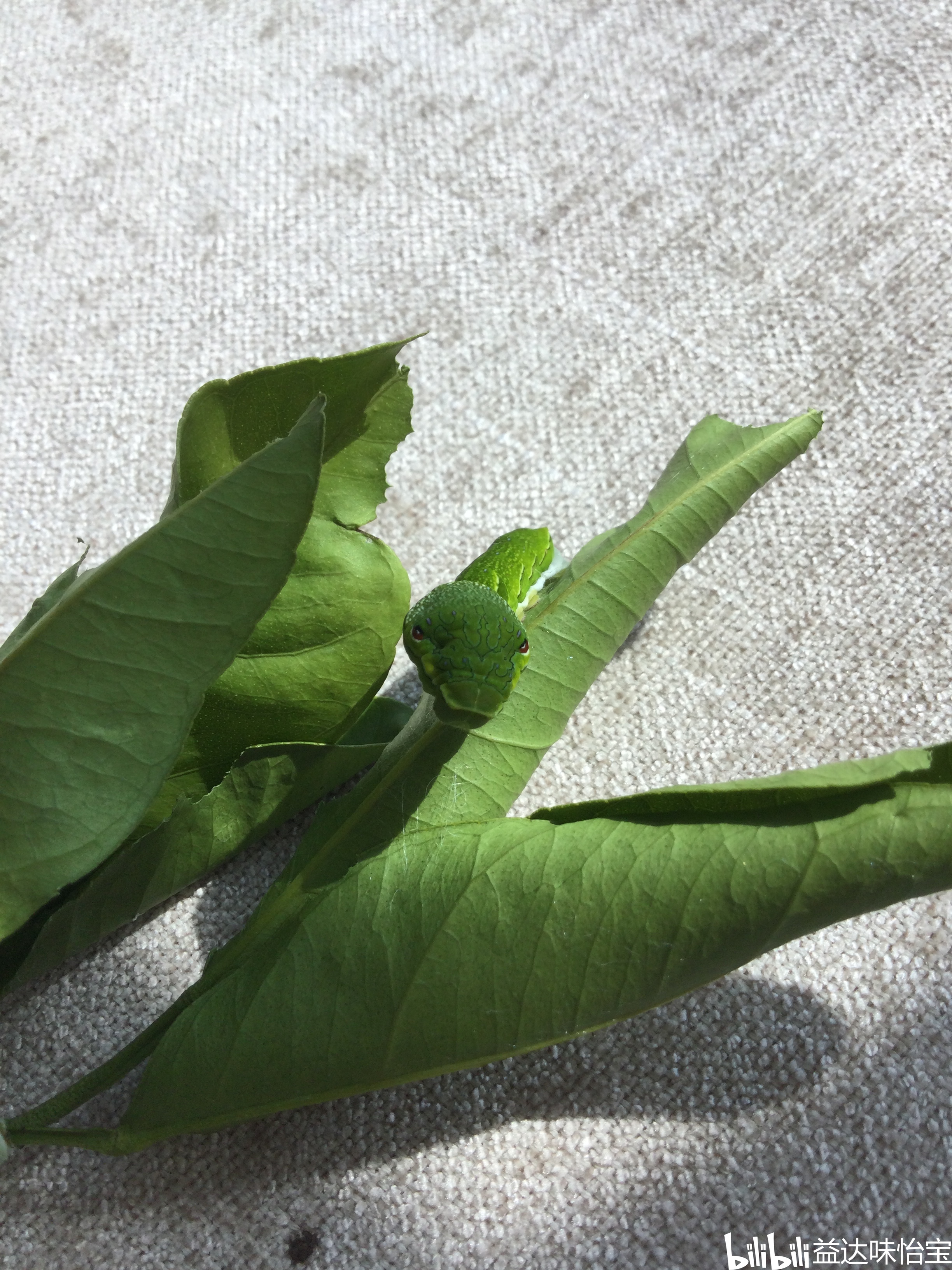 柑橘凤蝶幼虫饲养指南